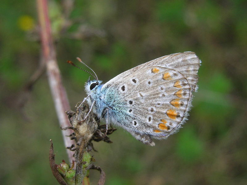 Lycaenidae 1 - Polyommatus icarus